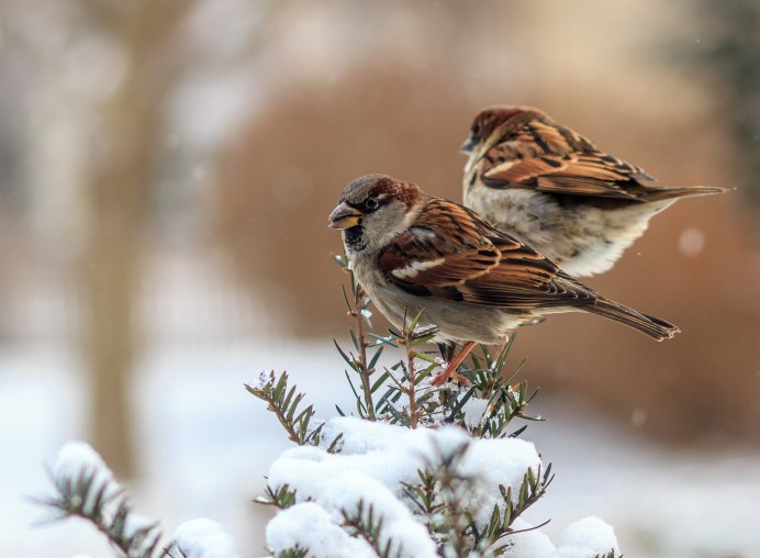 Красноголовый Воробей