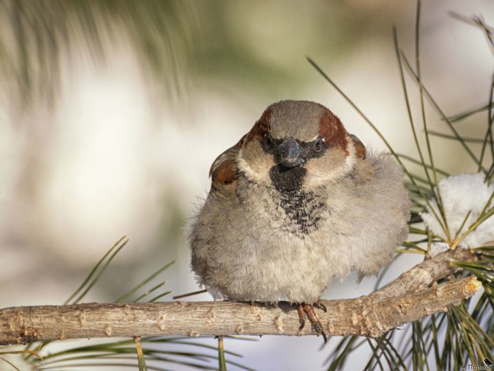 Живая природа птицы