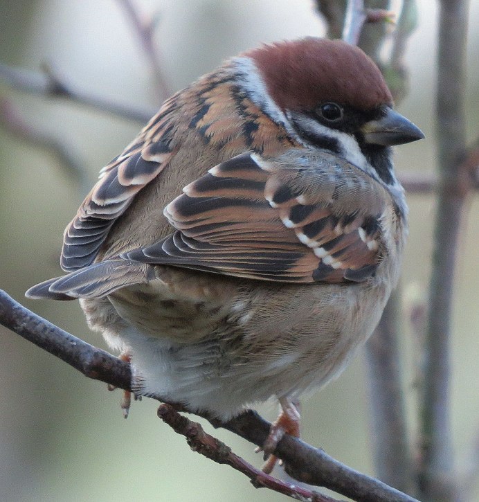 Лесной Воробей фото птицы