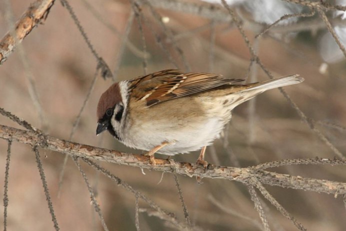 Лесная завирушка Воробей