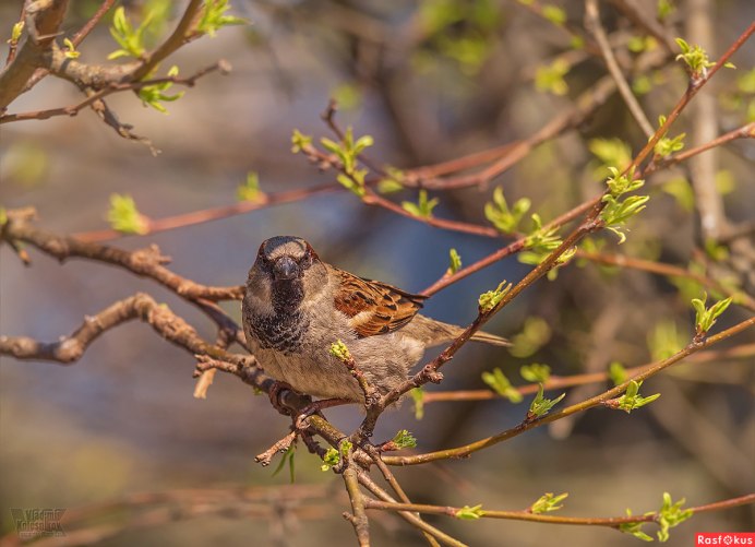 Воробей Приморский край
