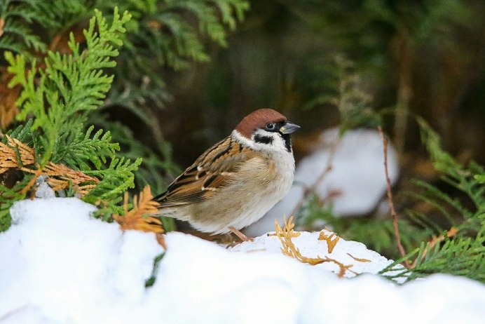 Воробей осенью