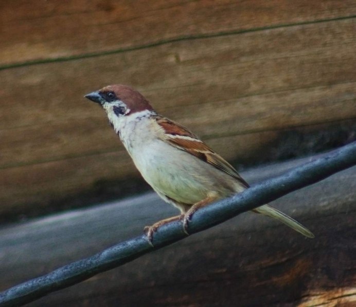 Воробей на дереве