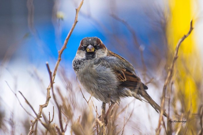 Лесной Воробей