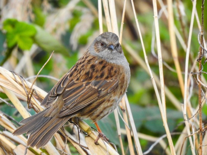 Серый Воробей
