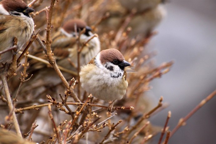 Лесная завирушка Воробей