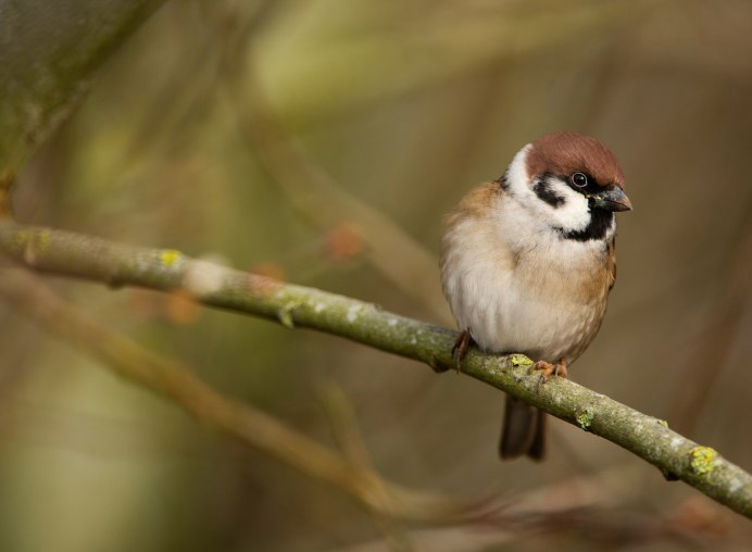 Лесные птицы Карелии зимующие