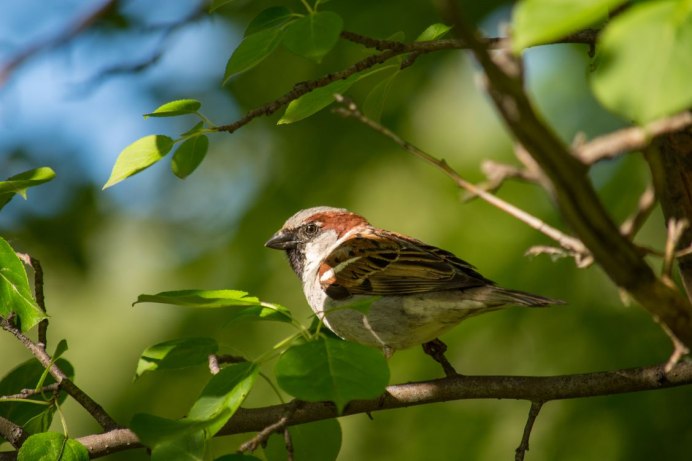 Воробей в траве