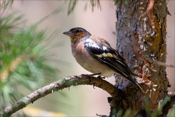 Сибирский Воробей