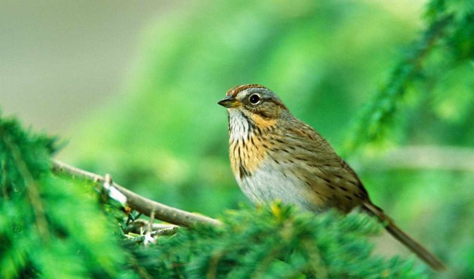 Птица красногрудый Воробей