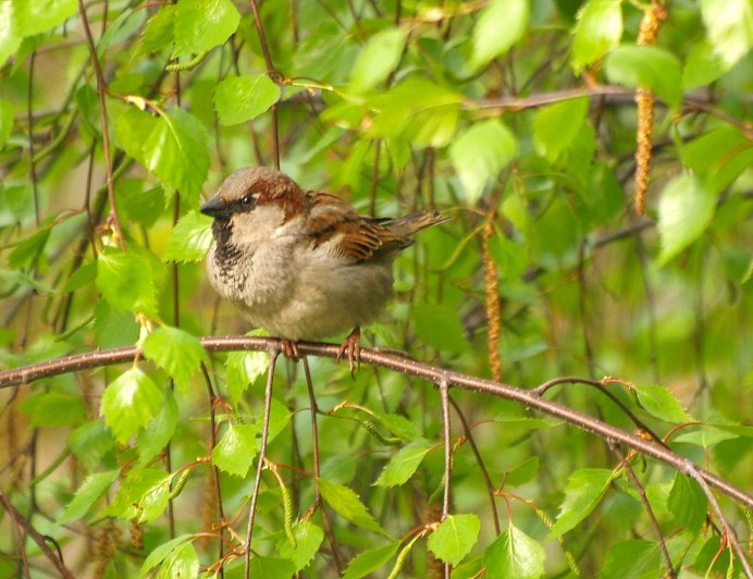 Прилетает Воробей