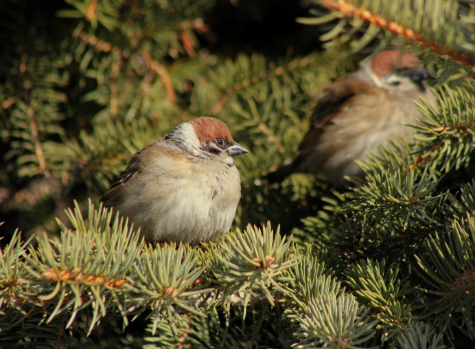 Птицы в лесу на дереве