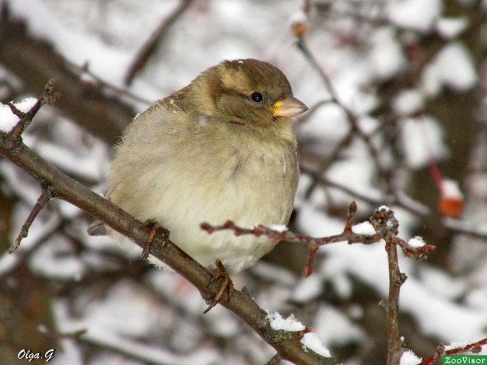 Лесная птичка меньше воробья