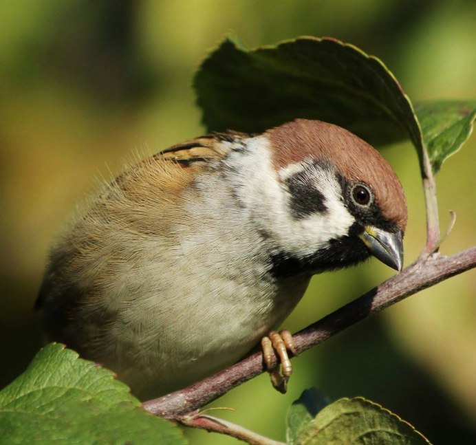 Полевой Воробей passer montanus (l.)