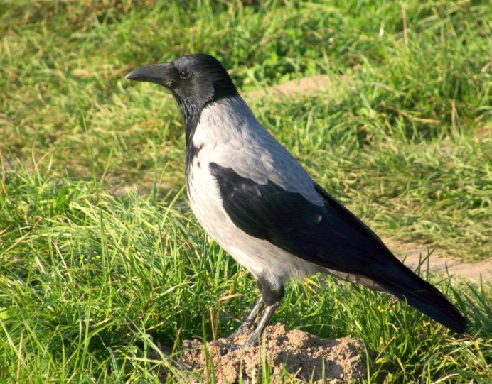 Галка ворона сорока