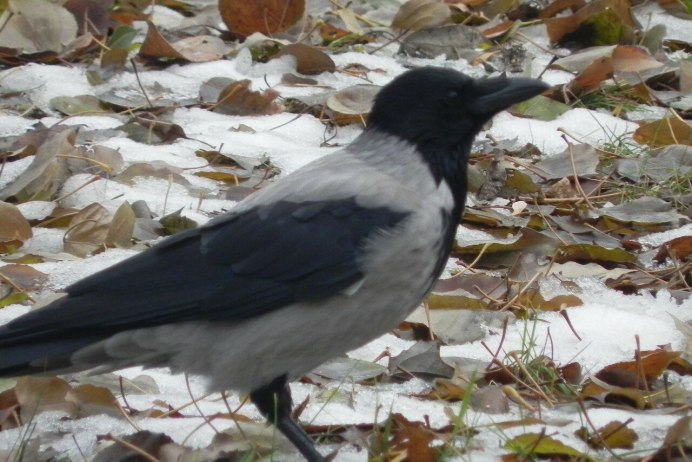 Голубые сороки (Cyanopica Cyana)