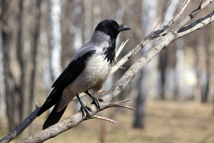 Сорока на дереве зимой