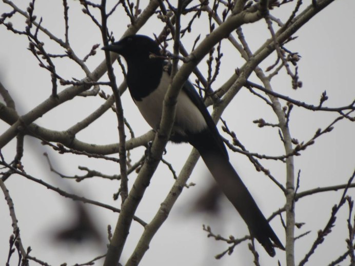 Ворон клюет