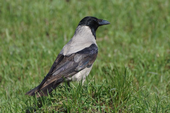 Восточная серая ворона