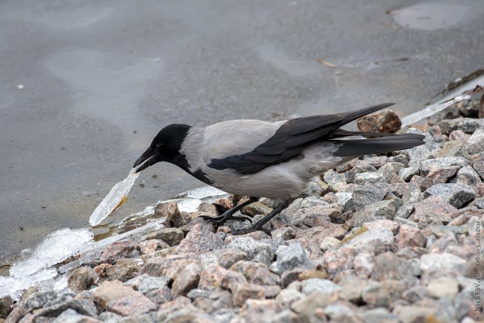 Ворона прилетела