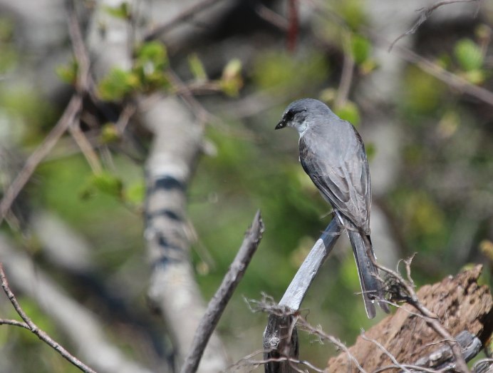 Серая ворона каркает