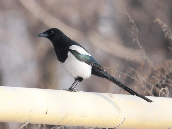 Врановые Австралии