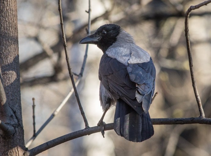 Серая ворона – Corvus cornix