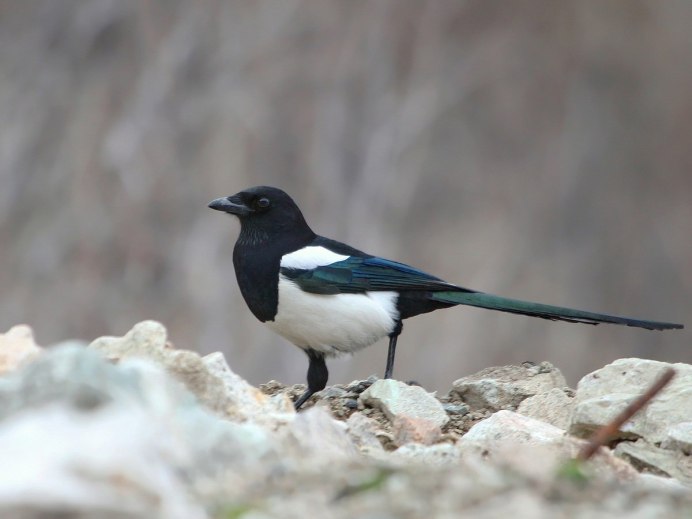 Грач и ворона птица