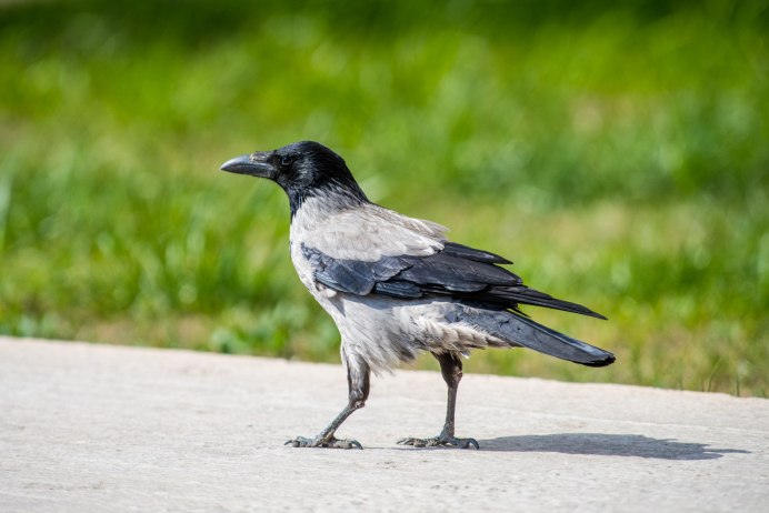 Ворона птица