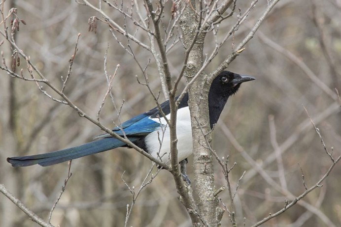 Сизый ворон