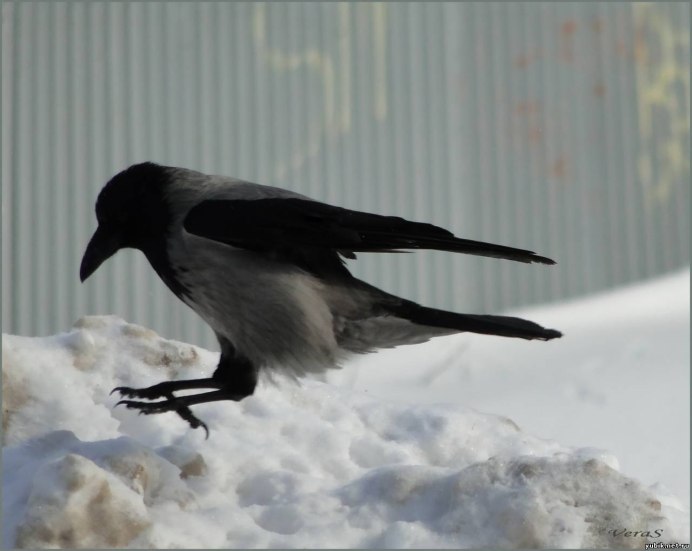 Серая ворона птица
