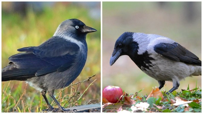 Грачи галки вороны