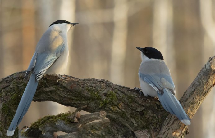 Зимующие серая ворона