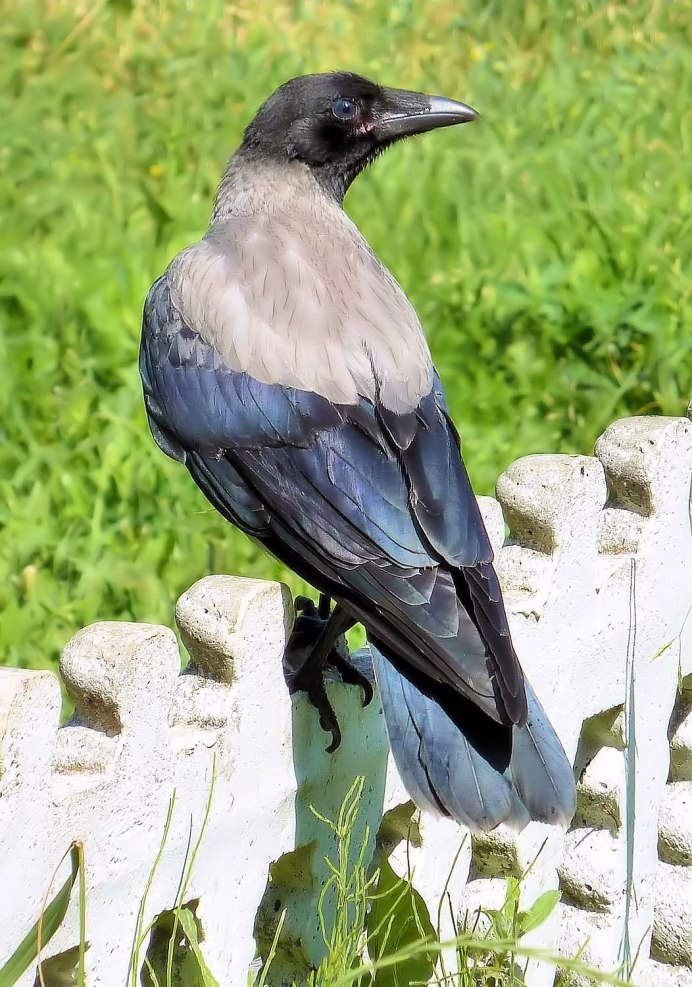 Галка ворона сорока