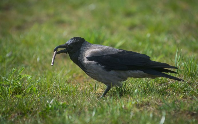 Серая ворона птица