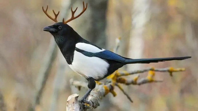 Сойка меланист