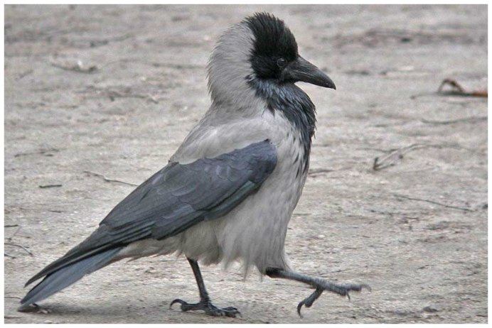 Ворона в городе