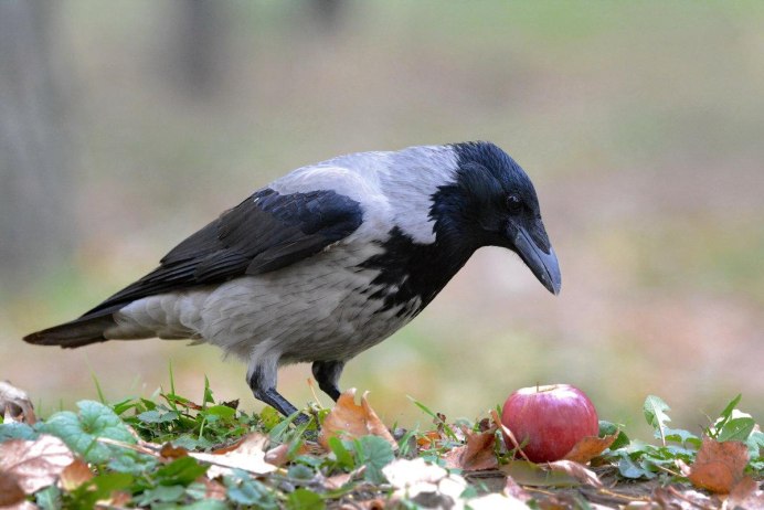 Ворон с серым телом
