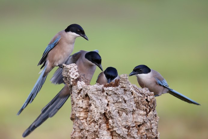 Ворон ворона Галка Грач