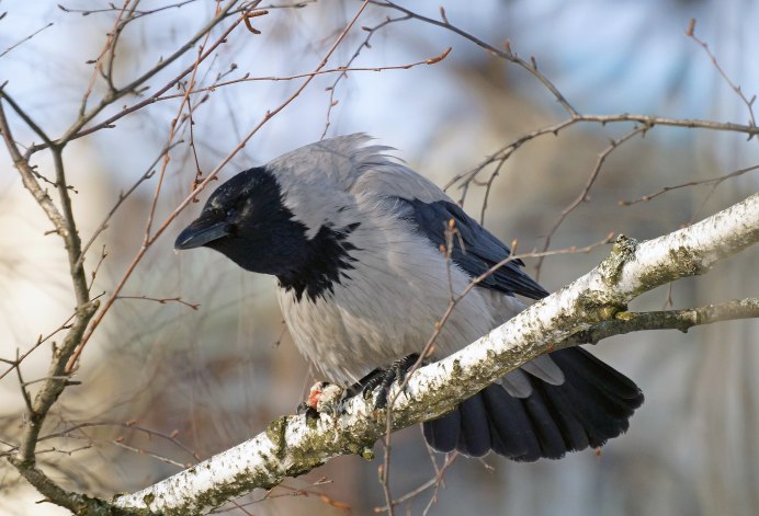 Ворона на снегу