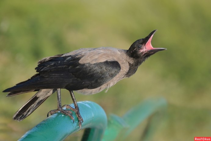 Серая ворона и Галка
