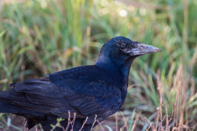 Серые вороны