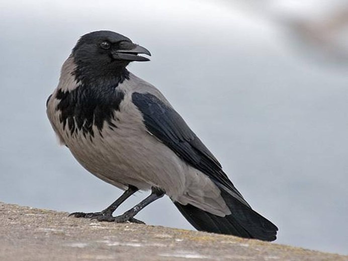 Ворон ворона Галка Грач разница