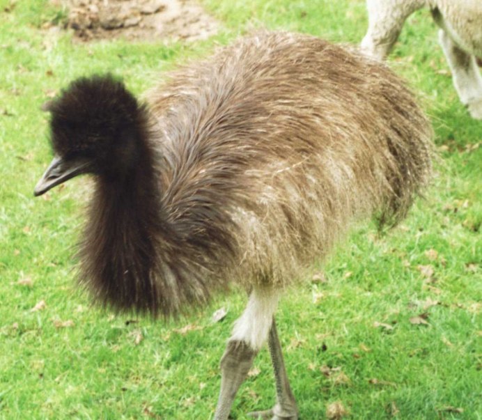 Животное на английском Emu