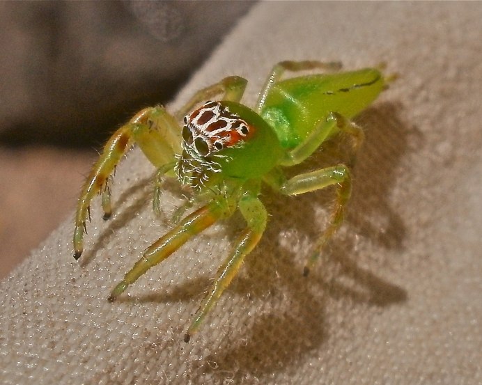 Cheiracanthium punctorium