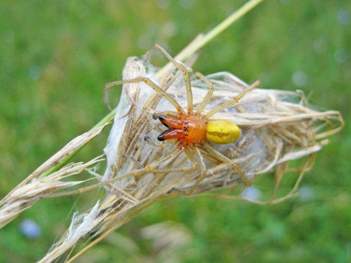 Паук Cheiracanthium punctorium