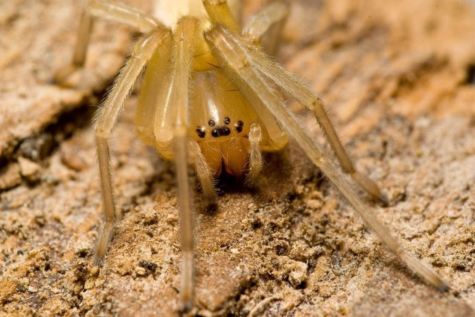 Паук Cheiracanthium punctorium