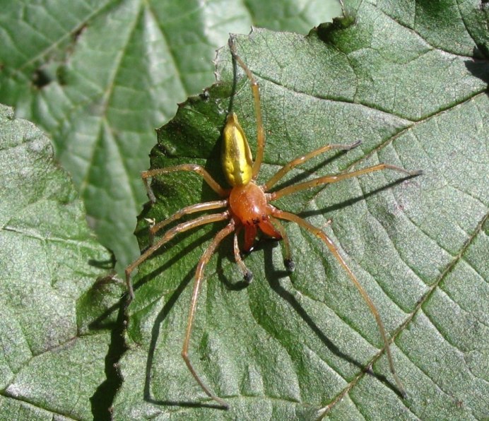 Cheiracanthium punctorium желтосумный колющий паук