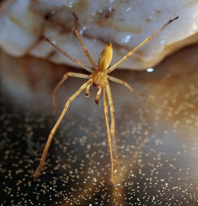 Cheiracanthium punctorium