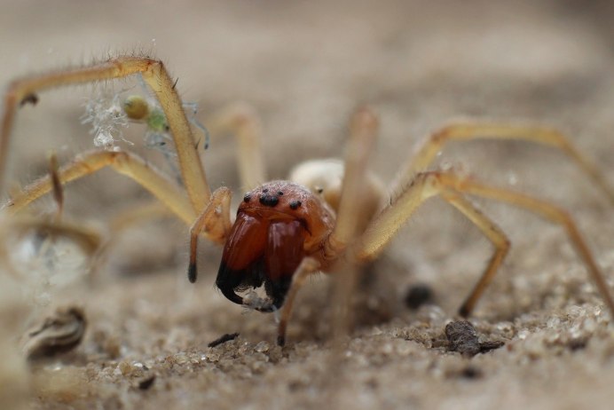 Желтосумый паук Cheiracanthium punctorium